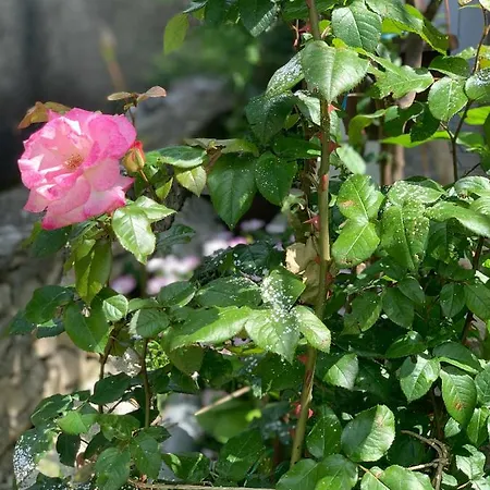 House Marta Appartement *