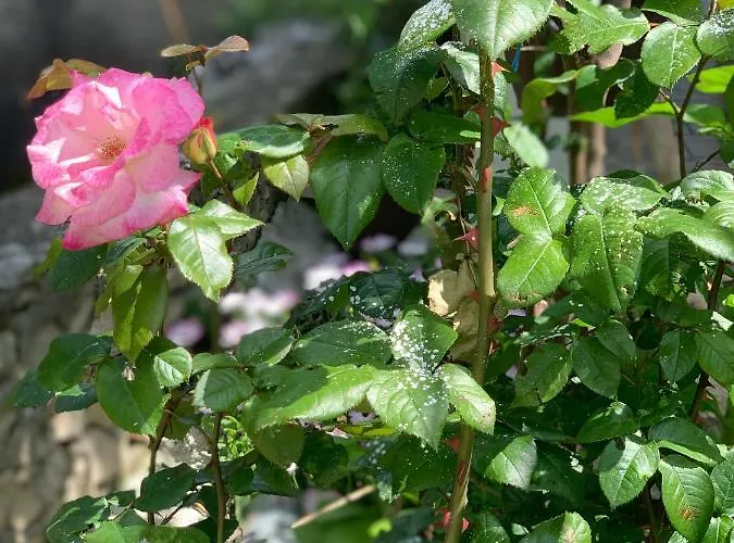 House Marta Apartment *